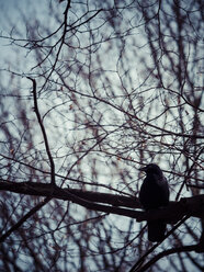 Raven sitting on a bare tree - KRPF001464