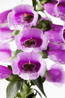 Fingerhut, Digitalis purpurea, Heilpflanze - CSF025883