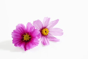 Mexikanische Aster, Cosmos bipinnatus, blüht - CSF025896