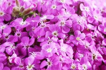 Gewöhnliches Seifenkraut, Saponaria officinalis - CSF025904