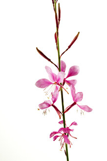 Lindheimer's Bienenblüte, Gaura lindheimeri - CSF025920