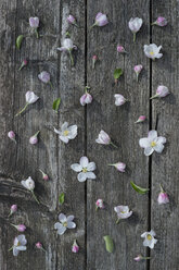 Apfelblüten auf verwittertem Holz - CRF002692