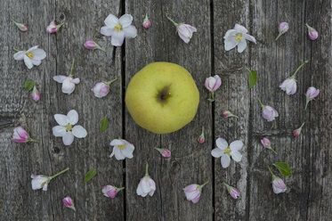 Apfelblüten auf verwittertem Holz, Golden Delicious Apfel - CRF002694