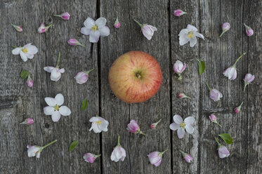 Apfelblüten auf verwittertem Holz, Gala Royal Apfel - CRF002695