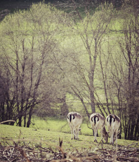 Deutschland, Schwarzwald, drei Rehe grasen nebeneinander auf einer Wiese - KRPF001465