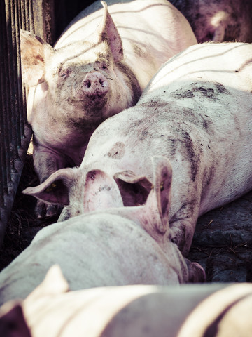 Deutschland, Schweine beim Ausruhen, lizenzfreies Stockfoto