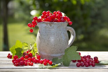 Krug mit roten Johannisbeeren - YFF000443