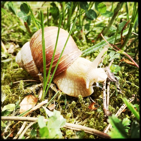 Kriechende Schnecke, Helix pomatia, im Gras, lizenzfreies Stockfoto