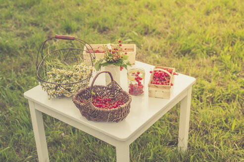 Kamillenblüten und rote Johannisbeeren auf einem Tisch - MJF001601