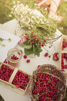 Kamillenblüten, Walderdbeeren und rote Johannisbeeren auf einem Tisch - MJF001611