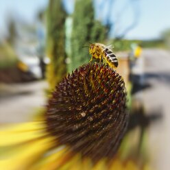 Germany, Bee sitting on coneflower - ELF001539