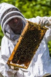 Imker hält Bienenstock mit Honigwabe - TCF004725