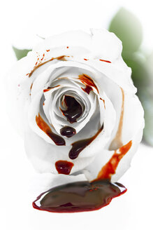 Weiße Rosenblüte mit frischem Blut - MIDF000486