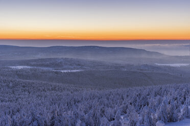 Germany, Saxony-Anhalt, Harz National Park, Coniferous forest at sunset - PVCF000437