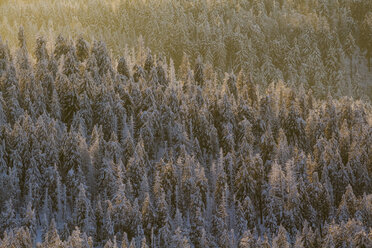 Germany, Saxony-Anhalt, Harz National Park, Coniferous forest in the evening light - PVCF000428