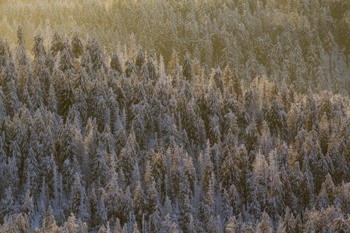 Deutschland, Sachsen-Anhalt, Nationalpark Harz, Nadelwald im Abendlicht - PVCF000428