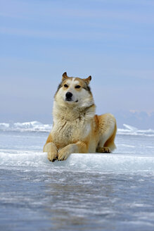 Russland, Baikalsee, Siberian Husky liegend auf gefrorenem See - GNF001339