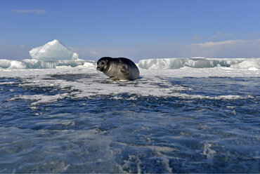 Russland, Baikalsee, Baikalrobbe an einem Eisloch - GNF001340