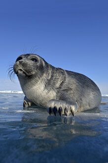 Russland, Baikalsee, Baikalrobbe an einem Eisloch - GNF001342