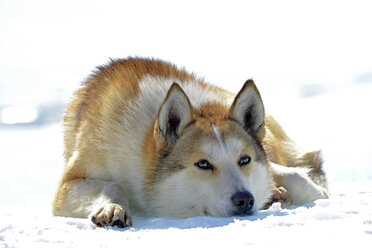 Russia, Lake Baikal, Siberian Husky lying on frozen lake - GNF001343