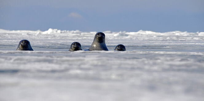Russia, Lake Baikal, Baikal seals looking out from ice hole - GNF001344