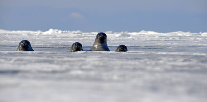 Russland, Baikalsee, Baikalrobben schauen aus dem Eisloch - GNF001344