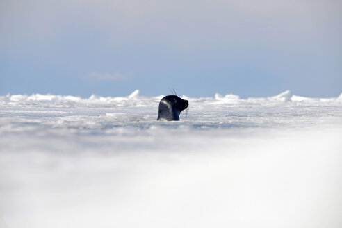 Russland, Baikalsee, Baikalrobbe schaut aus dem Eisloch - GNF001354