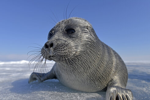 Russia, Lake Baikal, Baikal seal on frozen lake - GNF001346