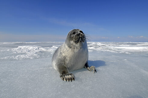 Russia, Lake Baikal, Baikal seal on frozen lake - GNF001348