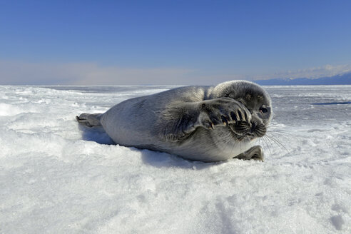 Russia, Lake Baikal, Baikal seal on frozen lake - GNF001349