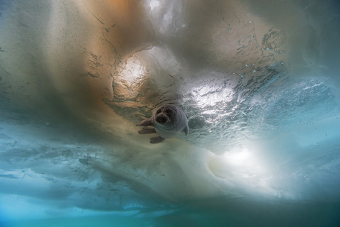 Russland, Baikalsee, Baikalrobbe unter Wasser, lizenzfreies Stockfoto