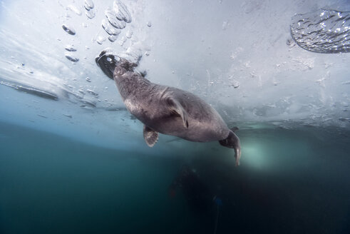 Russia, Lake Baikal, ice diver with Baikal seal under water - GNF001362