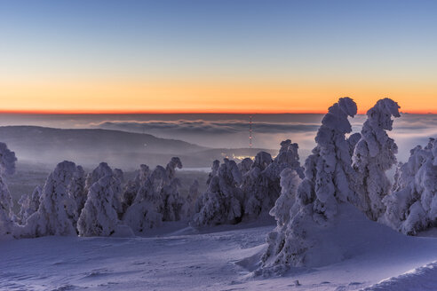 Deutschland, Sachsen-Anhalt, Nationalpark Harz, schneebedeckte Tannen bei Sonnenuntergang - PVCF000440