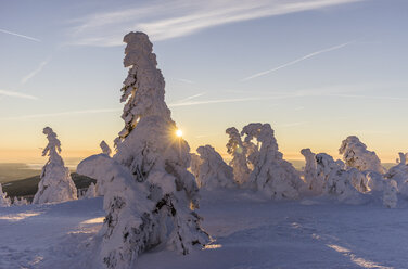 Deutschland, Sachsen-Anhalt, Nationalpark Harz, schneebedeckte Tannen auf dem Brocken bei Sonnenaufgang - PVCF000443
