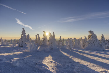 Germany, Saxony-Anhalt, Harz National Park, snow-capped firs on Brocken at sunrise - PVCF000444