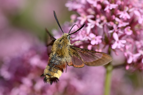 Breitrandiger Bienenschwärmer, Hemaris fuciformis, auf Blüte, lizenzfreies Stockfoto