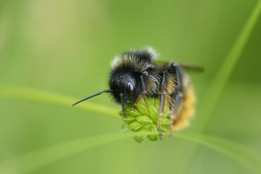 Hummel, Bombus, auf einer Blüte sitzend - MJOF001029