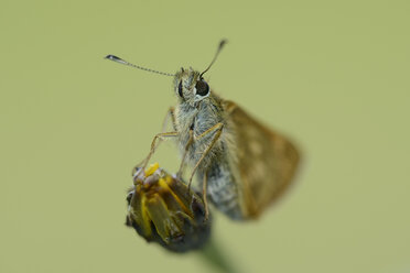 Großer Skipper, Ochlodes sylvanus - MJOF001030