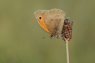 Meadow brown, Maniola jurtina - MJOF001031