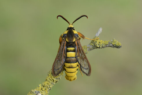 Hornet clearwing, Sesia apiformis - MJOF001033