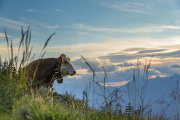 Austria, Tyrol, cow on alpine pasture - MKFF000222