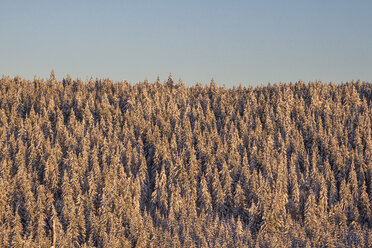 Germany, Saxony-Anhalt, Harz National Park, Landscape in winter - PVCF000458