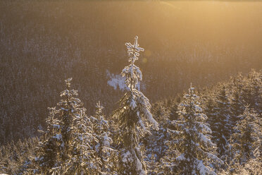 Germany, Saxony-Anhalt, Harz National Park, Landscape in winter - PVCF000459