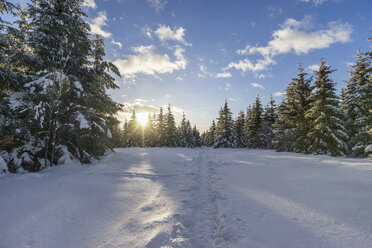 Germany, Saxony-Anhalt, Harz National Park, Landscape in winter, hiking trail in the evening - PVCF000462