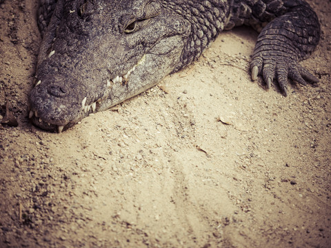 Nilkrokodil, Crocodylus niloticus, lizenzfreies Stockfoto