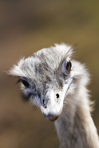 Porträt eines afrikanischen Straußes, Struthio camelus, lizenzfreies Stockfoto