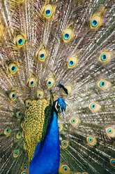 Portrait of peacock, Pavo cristatus - KRPF001540