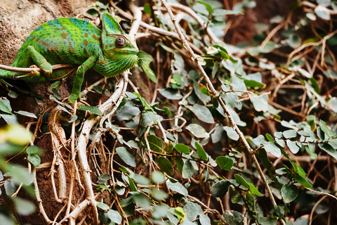 Chamäleon, Chamaeleoninae, lizenzfreies Stockfoto