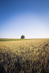 Germany, Baden-Wuerttemberg, wheat field - LVF003637