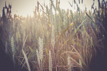 Germany, Baden-Wuerttemberg, wheat field - LVF003638